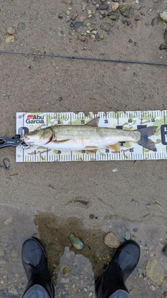 ウケクチウグイの釣果