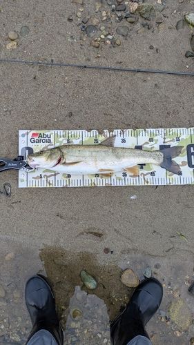 ウケクチウグイ