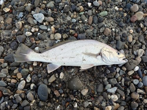 ニベの釣果