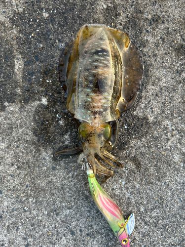 アオリイカの釣果