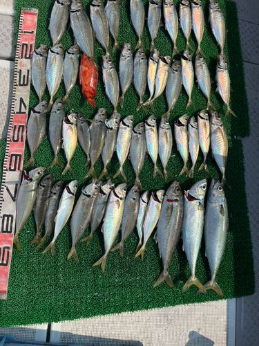 アジの釣果