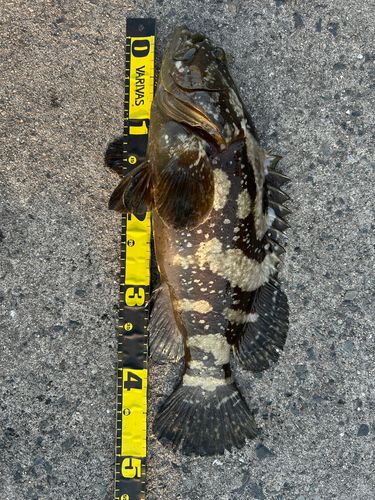 クエの釣果