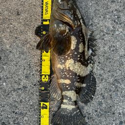 クエ