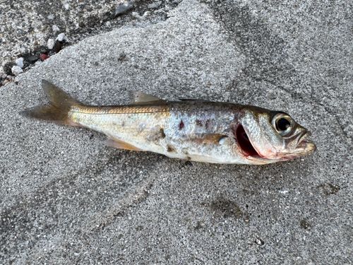 ムツの釣果