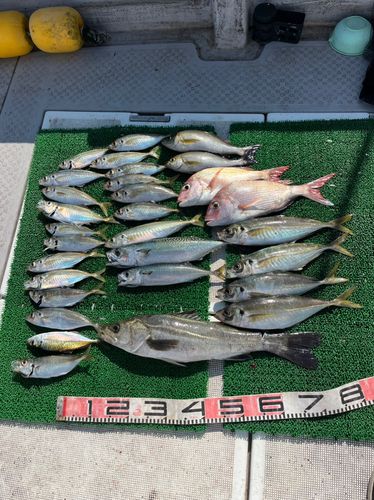 釣果