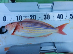 イトヨリダイの釣果