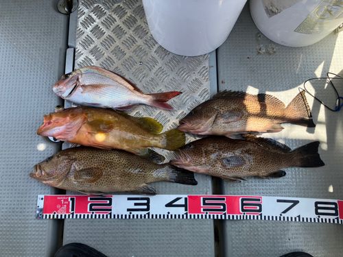 オオモンハタの釣果