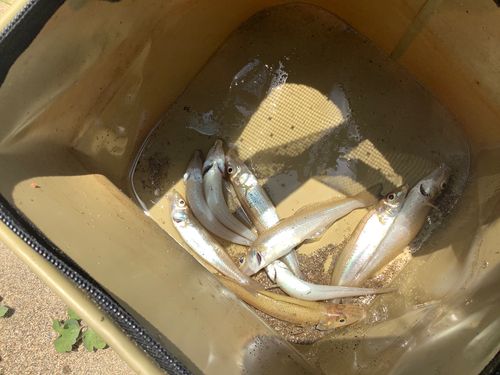 シロギスの釣果