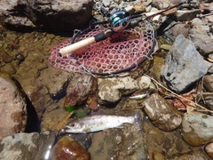 ヤマメの釣果