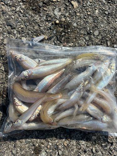キスの釣果