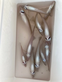 キスの釣果