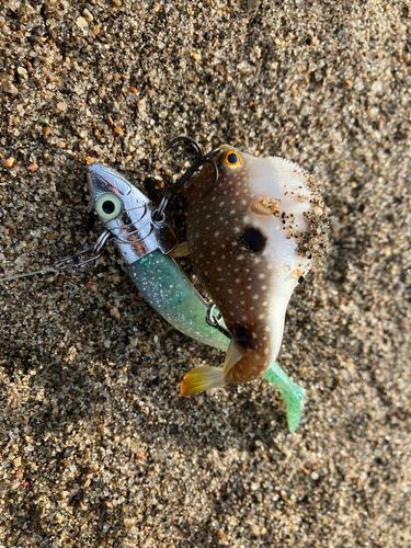 フグの釣果