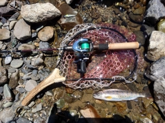 ヤマメの釣果