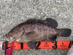 マハタの釣果