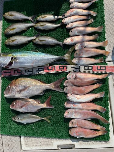 シロアマダイの釣果
