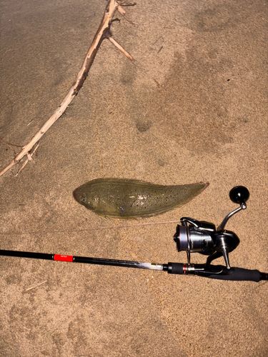 シタビラメの釣果