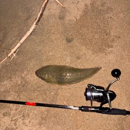シタビラメ