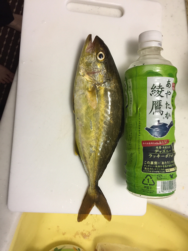 カンパチの釣果