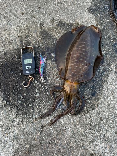 アオリイカの釣果