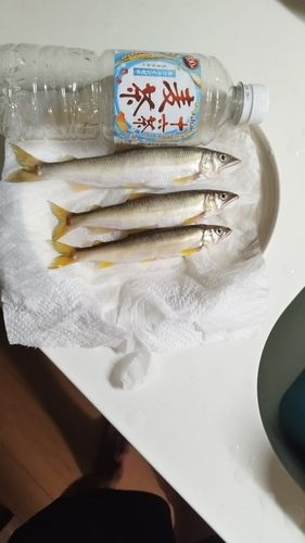 アユの釣果