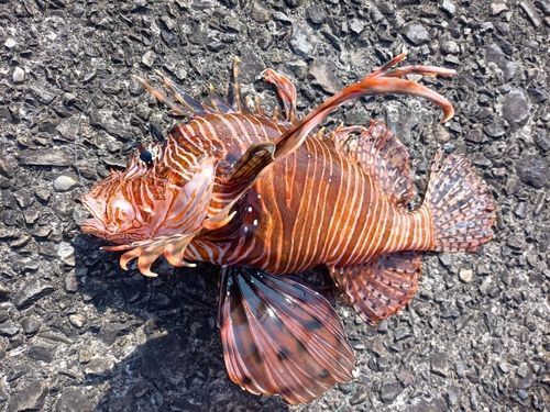 ハナミノカサゴの釣果