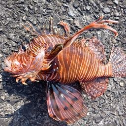 ハナミノカサゴ