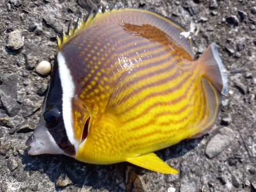 チョウチョウウオの釣果