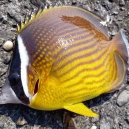 チョウチョウウオ