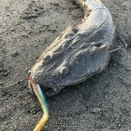 マゴチ