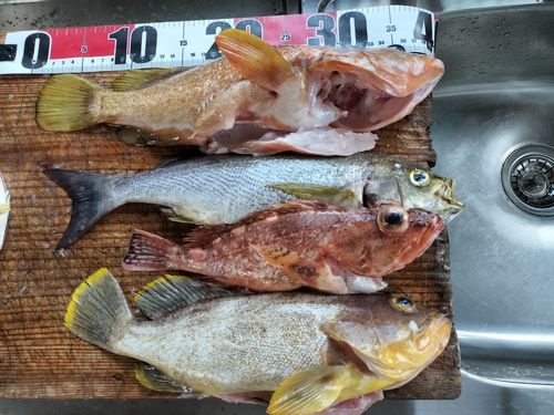 イサキの釣果