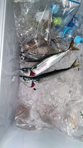 イカの釣果
