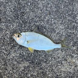 クロサギ