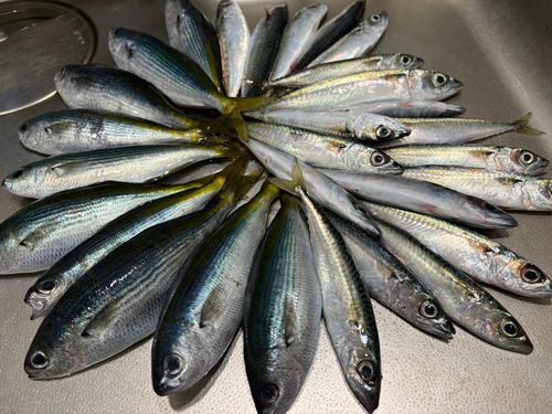 タカベの釣果