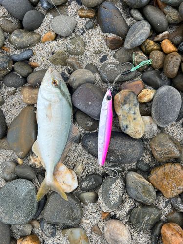 ショゴの釣果