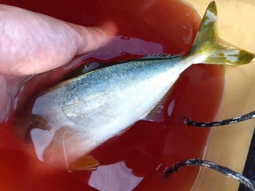 コゾクラの釣果