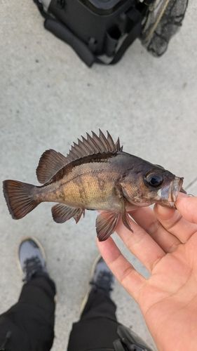 メバルの釣果