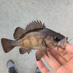 メバル