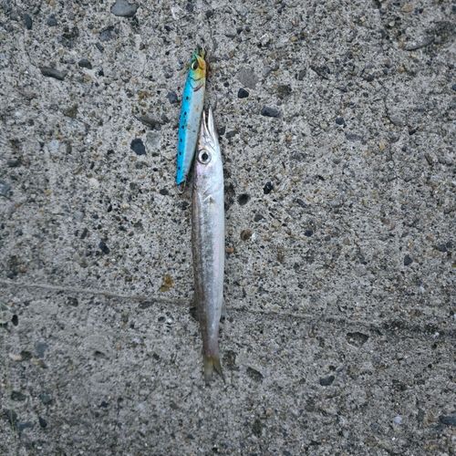 タイワンカマスの釣果