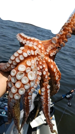 タコの釣果