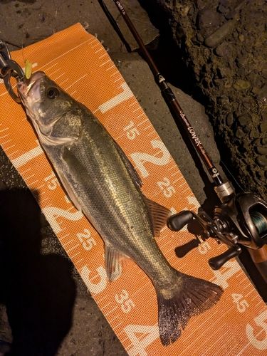 シーバスの釣果