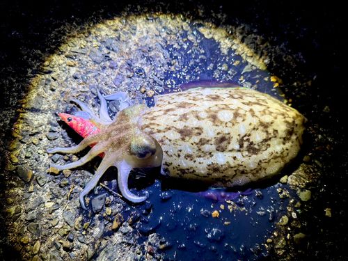 コウイカの釣果