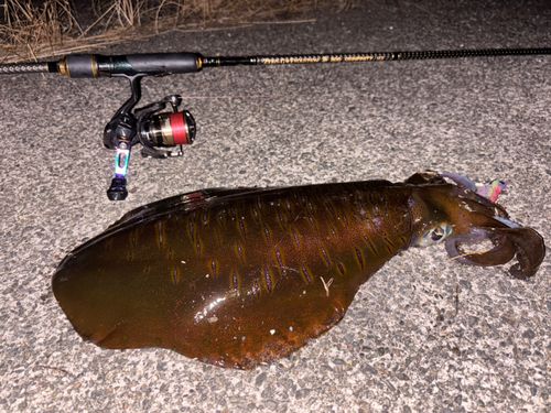 アオリイカの釣果