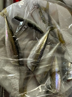 サバの釣果
