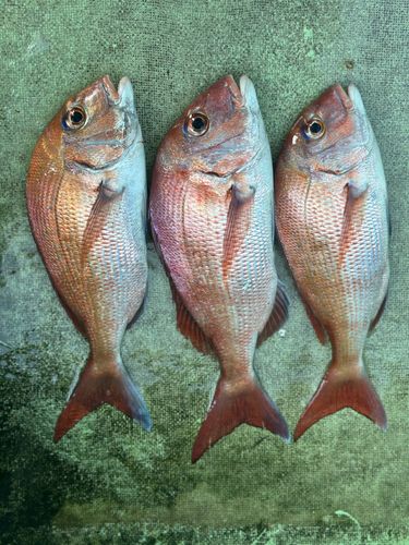 タイの釣果