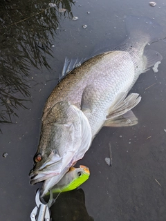 アカメの釣果