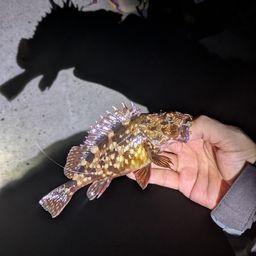 カサゴ