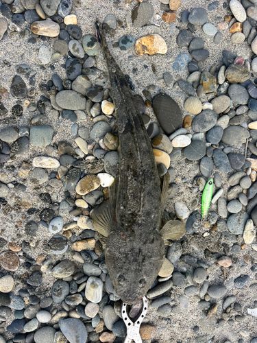 マゴチの釣果