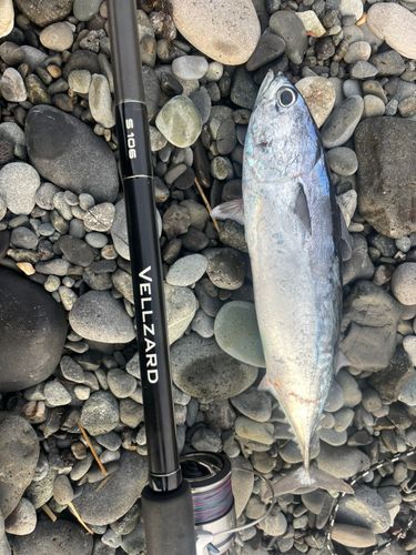マルソウダの釣果