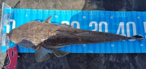 マゴチの釣果