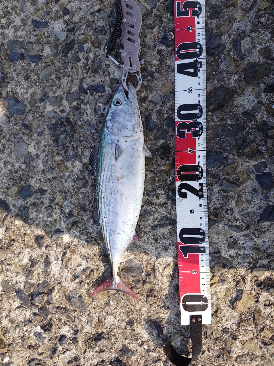 SHIMANO 20ワールドシャウラ BG 21055R-3の最安値・インプレ